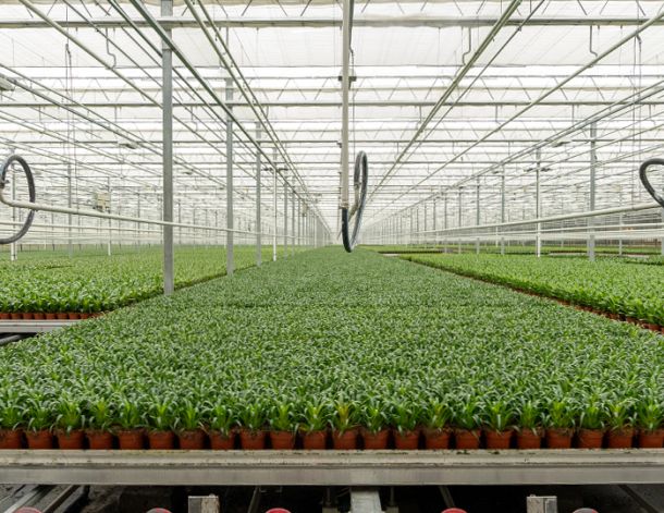 Celieplant impressie afbeeldingen