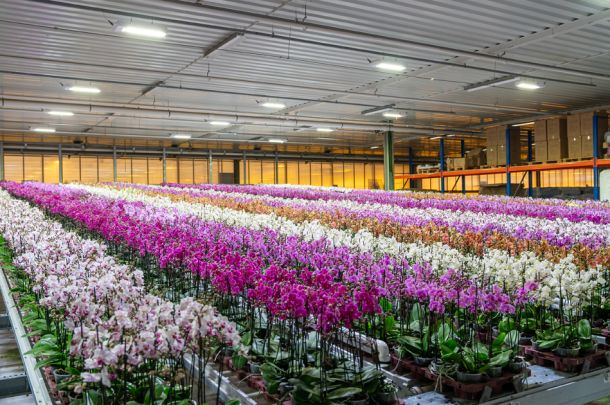 Celieplant impressie afbeeldingen